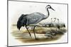 Common Crane (Grus Cinerea)-John Gould-Mounted Giclee Print