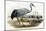 Common Crane (Grus Cinerea)-John Gould-Mounted Giclee Print