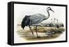 Common Crane (Grus Cinerea)-John Gould-Framed Stretched Canvas