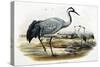 Common Crane (Grus Cinerea)-John Gould-Stretched Canvas
