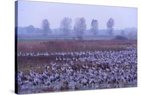 Common Crane (Grus Grus) Flock in Wetlands, Brandenburg, Germany, October 2008-Florian Möllers-Stretched Canvas