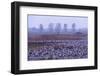 Common Crane (Grus Grus) Flock in Wetlands, Brandenburg, Germany, October 2008-Florian Möllers-Framed Photographic Print