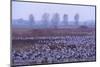 Common Crane (Grus Grus) Flock in Wetlands, Brandenburg, Germany, October 2008-Florian Möllers-Mounted Photographic Print