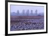 Common Crane (Grus Grus) Flock in Wetlands, Brandenburg, Germany, October 2008-Florian Möllers-Framed Photographic Print