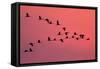 Common Crane Silhouette of Flying Birds Commuting-null-Framed Stretched Canvas