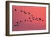 Common Crane Silhouette of Flying Birds Commuting-null-Framed Photographic Print