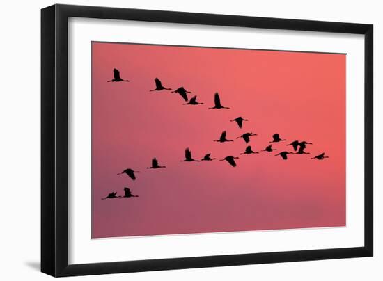 Common Crane Silhouette of Flying Birds Commuting-null-Framed Photographic Print