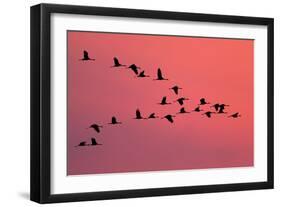 Common Crane Silhouette of Flying Birds Commuting-null-Framed Photographic Print