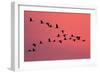 Common Crane Silhouette of Flying Birds Commuting-null-Framed Photographic Print