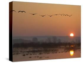 Common Cranes Flying in Formation at Sunrise, Hornborgasjon Lake, Sweden-Inaki Relanzon-Stretched Canvas