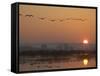 Common Cranes Flying in Formation at Sunrise, Hornborgasjon Lake, Sweden-Inaki Relanzon-Framed Stretched Canvas