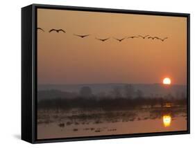 Common Cranes Flying in Formation at Sunrise, Hornborgasjon Lake, Sweden-Inaki Relanzon-Framed Stretched Canvas