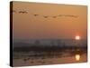 Common Cranes Flying in Formation at Sunrise, Hornborgasjon Lake, Sweden-Inaki Relanzon-Stretched Canvas
