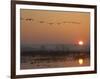 Common Cranes Flying in Formation at Sunrise, Hornborgasjon Lake, Sweden-Inaki Relanzon-Framed Premium Photographic Print