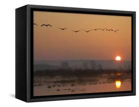 Common Cranes Flying in Formation at Sunrise, Hornborgasjon Lake, Sweden-Inaki Relanzon-Framed Stretched Canvas