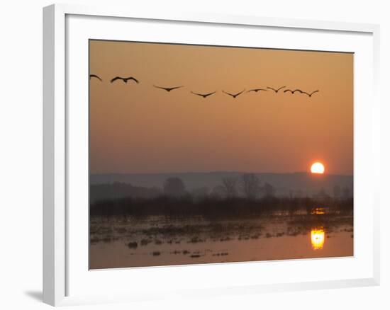 Common Cranes Flying in Formation at Sunrise, Hornborgasjon Lake, Sweden-Inaki Relanzon-Framed Photographic Print