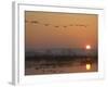 Common Cranes Flying in Formation at Sunrise, Hornborgasjon Lake, Sweden-Inaki Relanzon-Framed Photographic Print