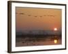 Common Cranes Flying in Formation at Sunrise, Hornborgasjon Lake, Sweden-Inaki Relanzon-Framed Photographic Print