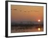 Common Cranes Flying in Formation at Sunrise, Hornborgasjon Lake, Sweden-Inaki Relanzon-Framed Photographic Print