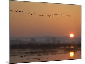 Common Cranes Flying in Formation at Sunrise, Hornborgasjon Lake, Sweden-Inaki Relanzon-Mounted Photographic Print