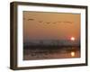 Common Cranes Flying in Formation at Sunrise, Hornborgasjon Lake, Sweden-Inaki Relanzon-Framed Photographic Print