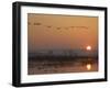 Common Cranes Flying in Formation at Sunrise, Hornborgasjon Lake, Sweden-Inaki Relanzon-Framed Photographic Print