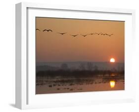 Common Cranes Flying in Formation at Sunrise, Hornborgasjon Lake, Sweden-Inaki Relanzon-Framed Photographic Print