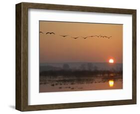 Common Cranes Flying in Formation at Sunrise, Hornborgasjon Lake, Sweden-Inaki Relanzon-Framed Photographic Print