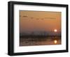 Common Cranes Flying in Formation at Sunrise, Hornborgasjon Lake, Sweden-Inaki Relanzon-Framed Photographic Print