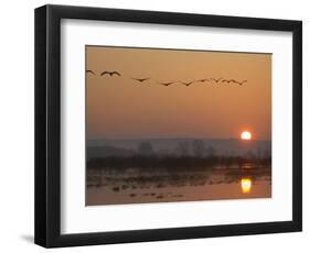 Common Cranes Flying in Formation at Sunrise, Hornborgasjon Lake, Sweden-Inaki Relanzon-Framed Photographic Print