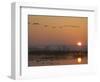 Common Cranes Flying in Formation at Sunrise, Hornborgasjon Lake, Sweden-Inaki Relanzon-Framed Photographic Print