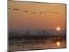 Common Cranes Flying in Formation at Sunrise, Hornborgasjon Lake, Sweden-Inaki Relanzon-Mounted Photographic Print