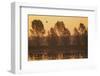 Common Cranes (Grus Grus) at Surise in Water with Some Flying, Brandenburg, Germany, October 2008-Florian Möllers-Framed Photographic Print