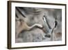 Common Cranes (Grus Grus) Displaying, Hula Valley, Northern Israel, January-Danny Green-Framed Photographic Print