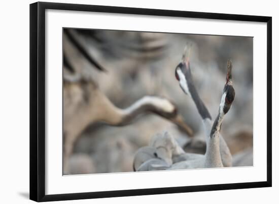 Common Cranes (Grus Grus) Displaying, Hula Valley, Northern Israel, January-Danny Green-Framed Photographic Print