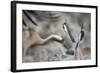 Common Cranes (Grus Grus) Displaying, Hula Valley, Northern Israel, January-Danny Green-Framed Photographic Print