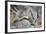 Common Cranes (Grus Grus) Displaying, Hula Valley, Northern Israel, January-Danny Green-Framed Photographic Print