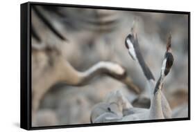Common Cranes (Grus Grus) Displaying, Hula Valley, Northern Israel, January-Danny Green-Framed Stretched Canvas