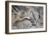 Common Cranes (Grus Grus) Displaying, Hula Valley, Northern Israel, January-Danny Green-Framed Photographic Print