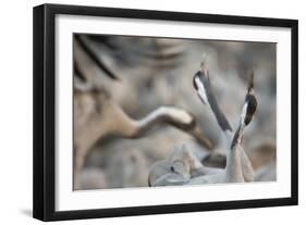 Common Cranes (Grus Grus) Displaying, Hula Valley, Northern Israel, January-Danny Green-Framed Photographic Print