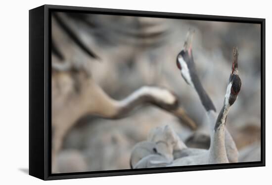 Common Cranes (Grus Grus) Displaying, Hula Valley, Northern Israel, January-Danny Green-Framed Stretched Canvas