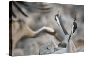 Common Cranes (Grus Grus) Displaying, Hula Valley, Northern Israel, January-Danny Green-Stretched Canvas