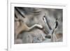 Common Cranes (Grus Grus) Displaying, Hula Valley, Northern Israel, January-Danny Green-Framed Photographic Print