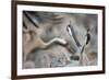 Common Cranes (Grus Grus) Displaying, Hula Valley, Northern Israel, January-Danny Green-Framed Photographic Print