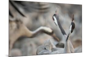 Common Cranes (Grus Grus) Displaying, Hula Valley, Northern Israel, January-Danny Green-Mounted Photographic Print