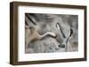 Common Cranes (Grus Grus) Displaying, Hula Valley, Northern Israel, January-Danny Green-Framed Photographic Print