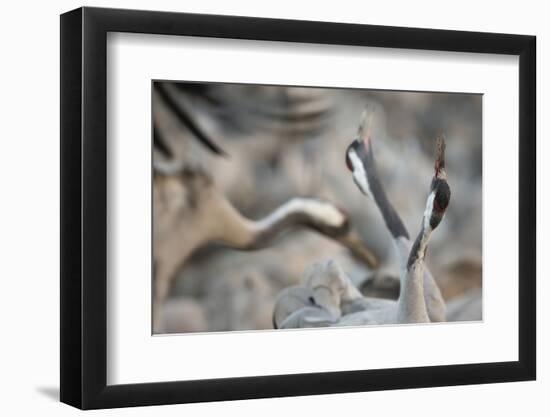 Common Cranes (Grus Grus) Displaying, Hula Valley, Northern Israel, January-Danny Green-Framed Photographic Print