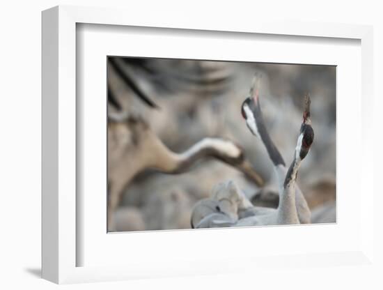 Common Cranes (Grus Grus) Displaying, Hula Valley, Northern Israel, January-Danny Green-Framed Photographic Print