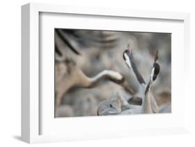 Common Cranes (Grus Grus) Displaying, Hula Valley, Northern Israel, January-Danny Green-Framed Photographic Print