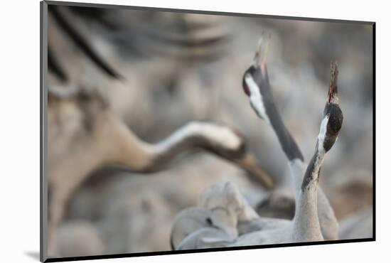 Common Cranes (Grus Grus) Displaying, Hula Valley, Northern Israel, January-Danny Green-Mounted Photographic Print